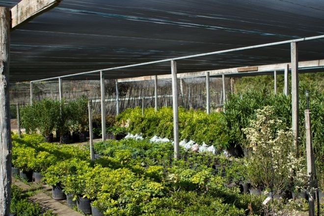 Kanha Nature Green Nursery, Raisen Road, Bhopal
